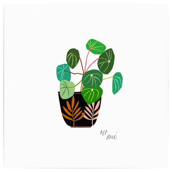 Chinese Money Plant Art Print - Limited Edition