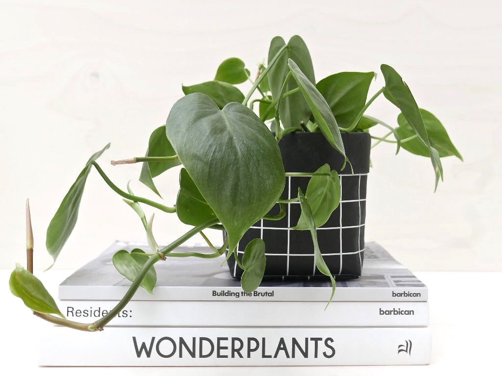 Grid Planter in Black - Medium