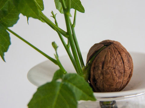 Botanopia Germination Plate  - Size Large