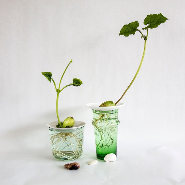 Botanopia Mixed seeds for germination