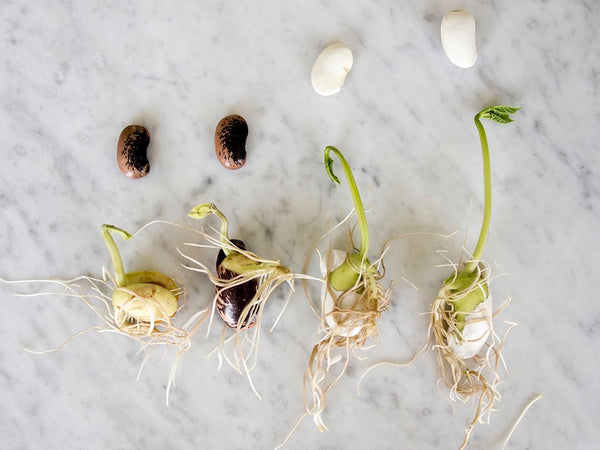 Botanopia Mixed seeds for germination
