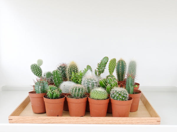 Cactus Mini with Sack
