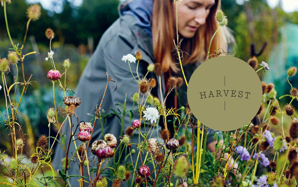 Everlastings: How to Grow, Harvest and Create with Dried Flowers
