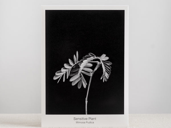 Sensitive Plant Seed Packet