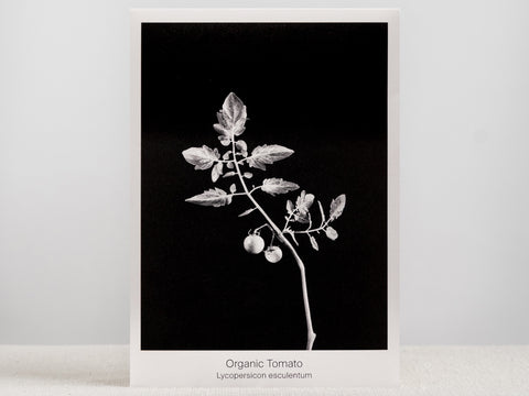 Seed Packet - Organic Tomato