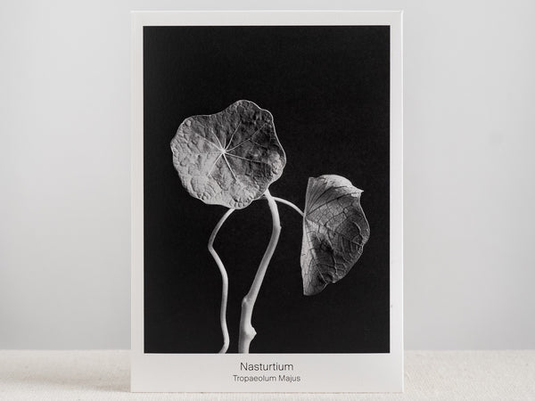 Seed Packet - Nasturtium