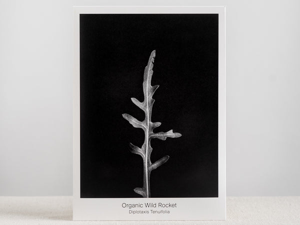 Seed Packet - Organic Wild Rocket