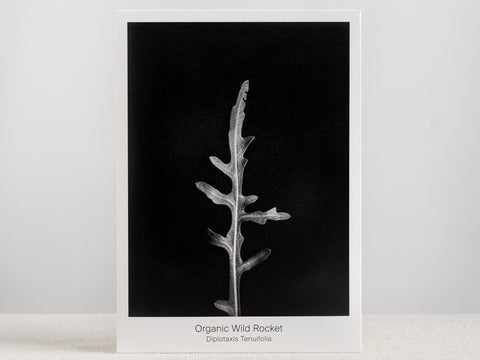 Seed Packet - Organic Wild Rocket