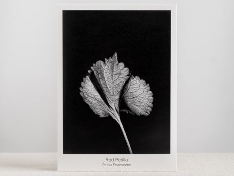 Seed Packet - Red Perilla