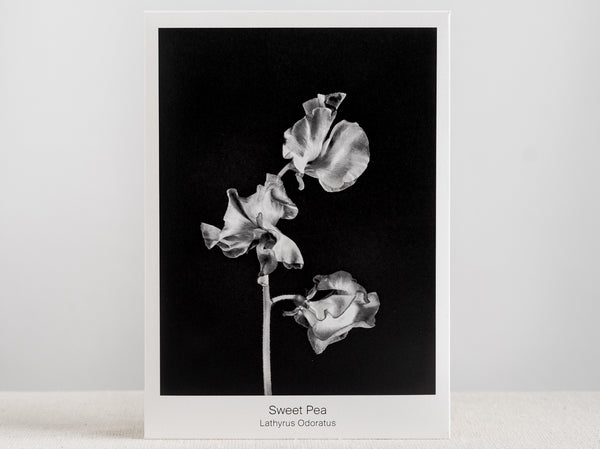Seed Packet - Sweet Pea