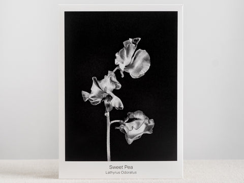 Seed Packet - Sweet Pea