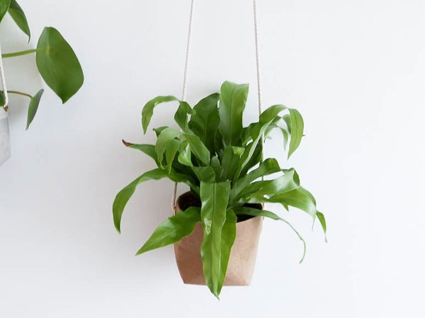 Hanging Planter Sasso - Medium
