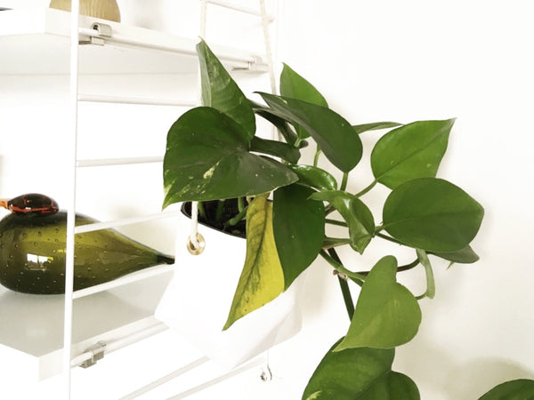 Hanging Planter Sasso - Medium