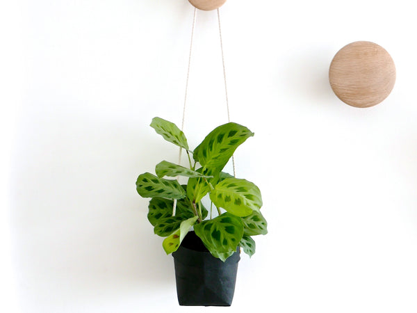 Paper planter. Hanging Planter