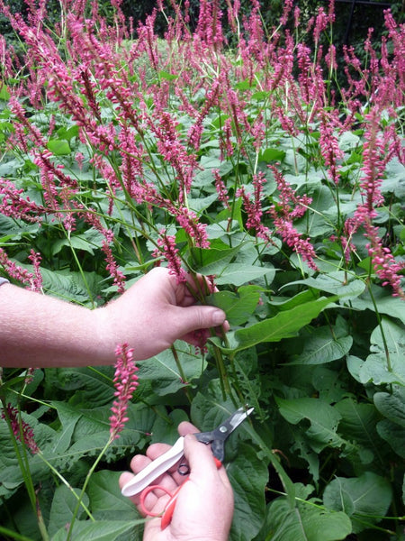 Okatsune No. 304 Snips - Long blade suitable for soft stems