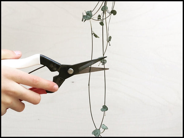 Okatsune No. 304 Snips - Long blade suitable for soft stems