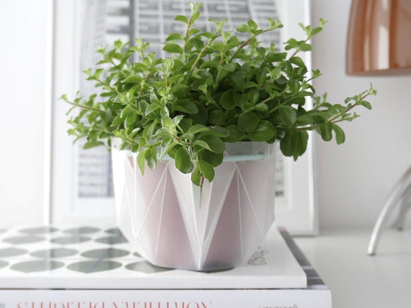Self-watering Origami Planter - Blue