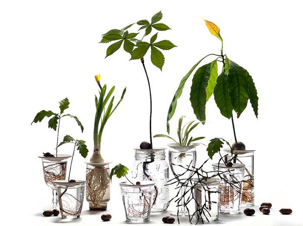 Botanopia Germination Plate  - Size Large