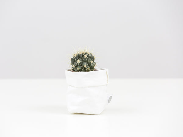 Cactus Mini with Sack